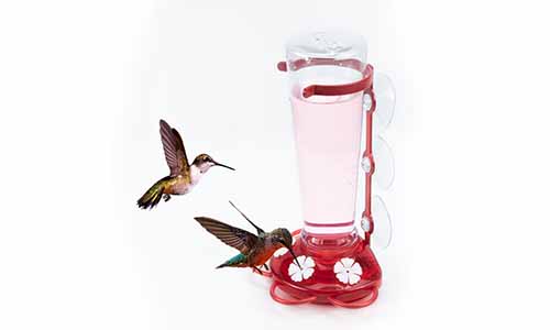 Bird Water Feeders
