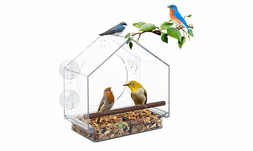 Birds Feeders