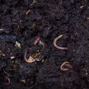 How do I start a worm farm