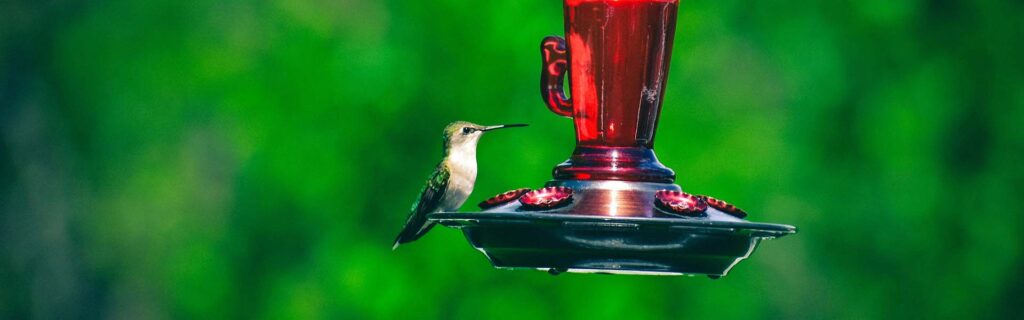 How to Make a Bird Feeder1