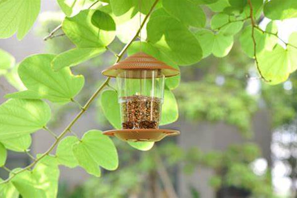 How I Made a Bird Feeder