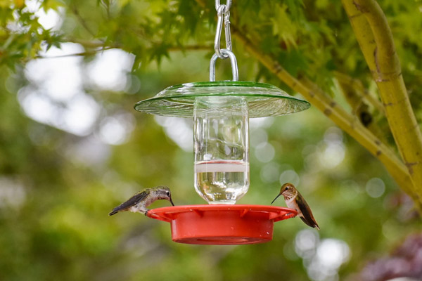 How to disinfect a bird feeder？