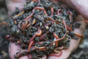 Application Cases of Worm Composting in some Countries