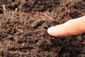 The Market Potential of Vermicomposting