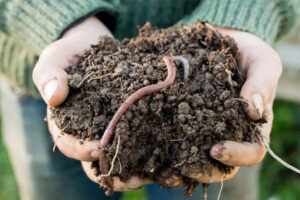 Why to Vermicompost